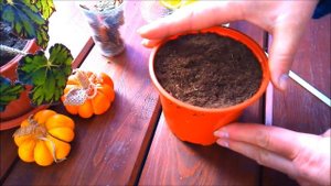 Лимонное дерево из косточки.