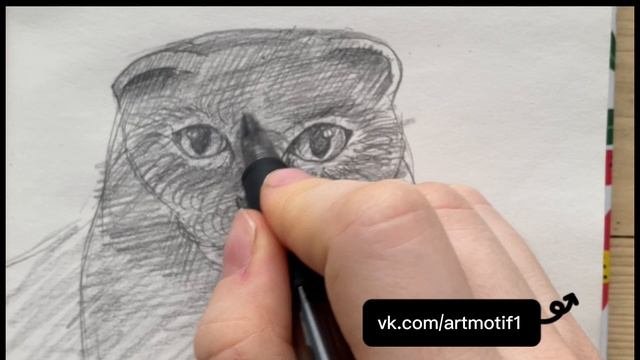 Как нарисовать Шотландскую вислоухую кошку карандашом