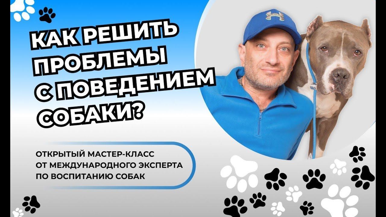 Искусство общения с собакой антуан. Антуан Наджарян воспитание лабрадора. Собачий психолог Антуан Наджарян. Антуан Наджарян чихуахуа. Антуан Наджарян дрессировка шпиц.