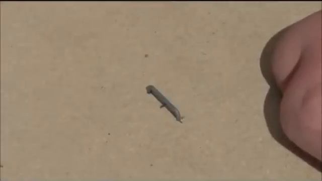 Как сделать ловушку для птиц, смотрите! смотреть онлайн