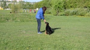 питомник немецких овчарок Excellent Bright Star щенки продаются 8 911 258 61 57 Санкт - Петербург