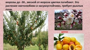 Биология. Тема урока:" Персик и абрикос".