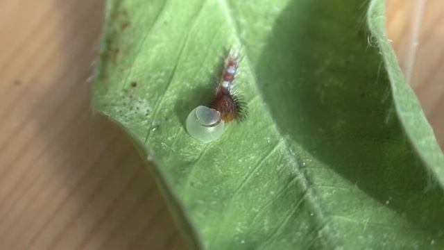 Гусеница Синей морфы кушает скорлупу яйца из которого вылупилась. смотреть онлайн