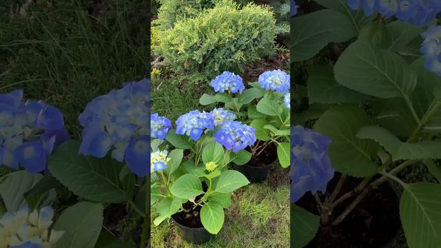 #garden #flower #hydrangea #hortensia #садгортензий #гортензия #hydrangeaflower #сад #macrophylla