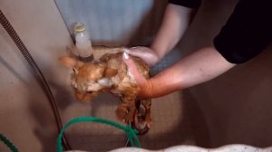 Катя и Макс делают грюминг для Мурки
