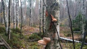 Берёзовая губка . Ищем лекарственные грибы. 31 октября 2020 года.