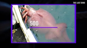 Все гигантские животные Марианской впадины