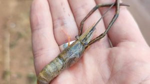 Пресноводная креветка на десногорском водохранилище