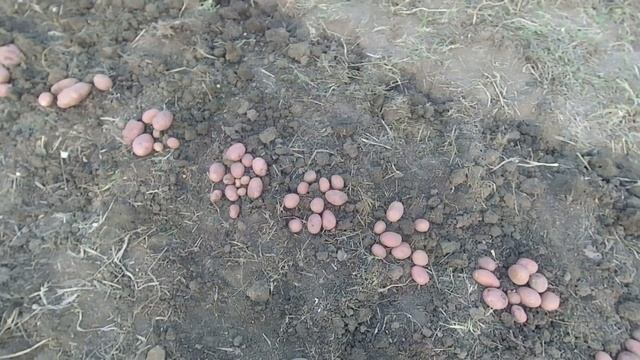 Картофель Эволюшн. смотреть онлайн