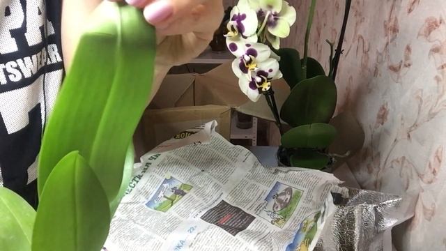 ОРХИДЕЯ «ЗОЛОТОЙ ПЕСОК» (пелорик) - долгожданная Азиаточка смотреть онлайн