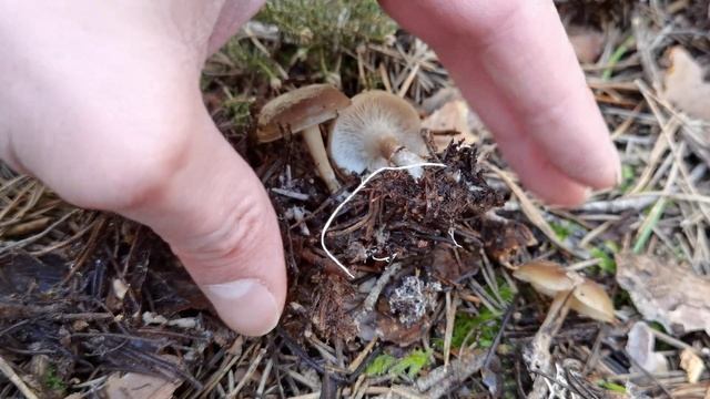 Clitocybe radicellata. Sale a finales de invierno, a la vez que la exquisita seta de marzo смотреть онлайн