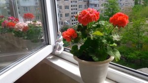 Махровая, обильноцветущая, компактная, с большими тугими шапками. Пеларгония highfield's charisma