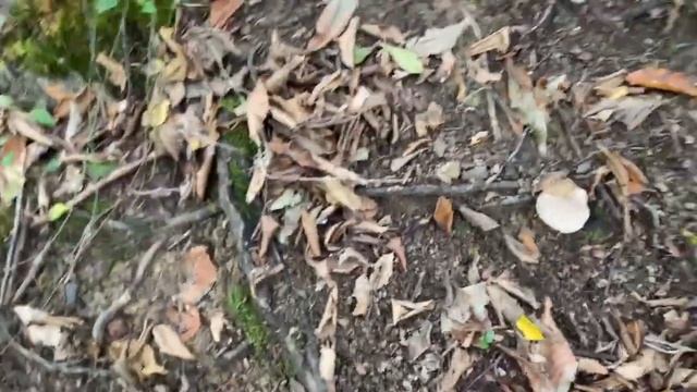 СОБИРАЕМ ОПЯТА НА ЗМЕЙКОВСКИХ ВОДОПАДАХ смотреть онлайн