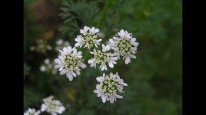 USO MEDICINAL Y CULINARIO DEL CILANTRO, Culantro, perejil C.(Coriandrum sativum) Plantas medicinale