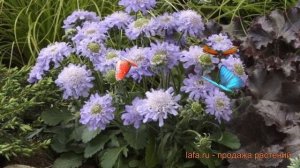 Скабиоза японская Блю (blue) ? японская скабиоза Блю обзор: как сажать, саженцы скабиозы Блю