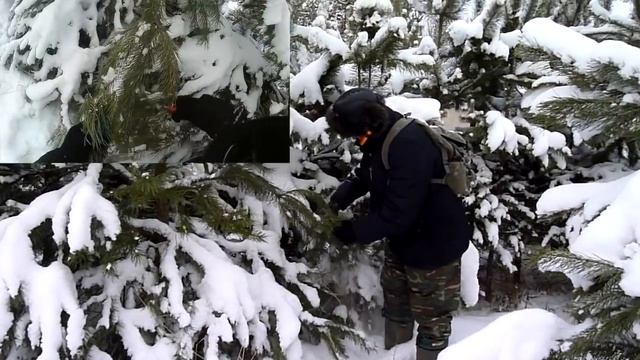 Заготовка сосновой хвои в январе смотреть онлайн