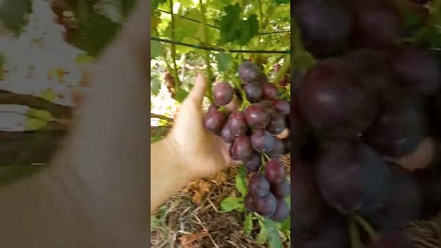 Виноград Эверест (привитой на Лидию и корнесобственный) и К-81 на 16.08.21. Днепр.обл. смотреть онлайн
