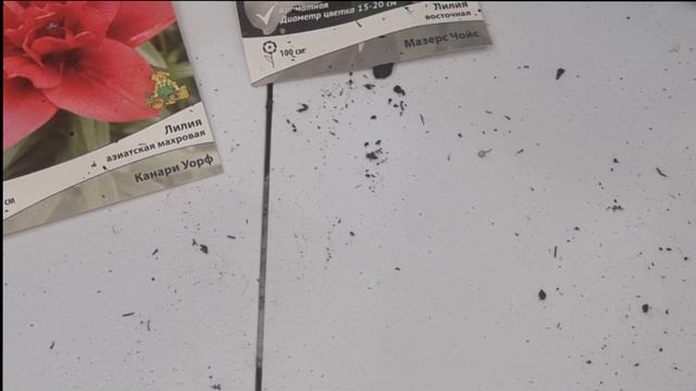 Выгонка лилий к 8 марта смотреть онлайн