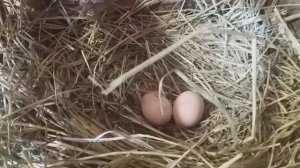 ✔Мои куры зимой??инкубационное яйца домашних кур и уток купить можно у нас