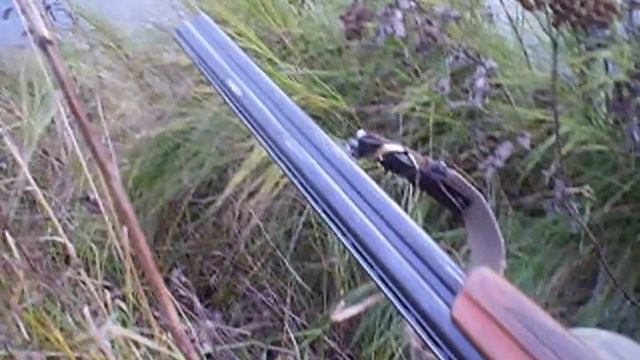 охота с русским охотничим спаниелем на утку 14.10. смотреть онлайн