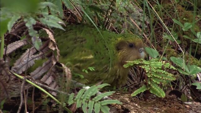 Kakapo: The Flightless Parrot (Wildlife Documentary) | Real Wild