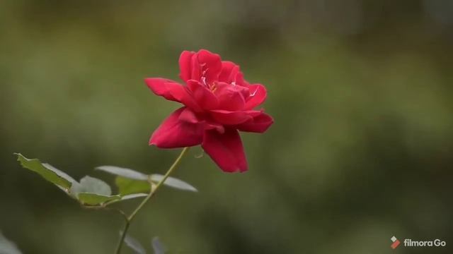 Beautiful flowers with relaxing music,Clam music,Deep sleep music, beautiful dream music........... смотреть онлайн