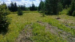 Сажаем картошку в целину. Часть 3. Картошка проклюнулась. Окучиваем травой.