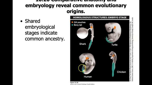 Ch 10 Part 6 Evidence for Evolution смотреть онлайн