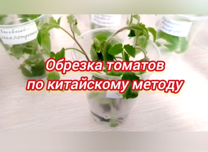 Обрезка томатов по китайскому методу