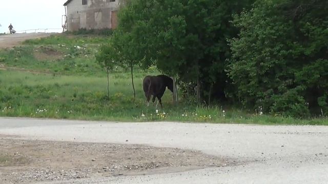 Лошадь с фермы. Наблюдения за живой природой. Весна 2023 смотреть онлайн