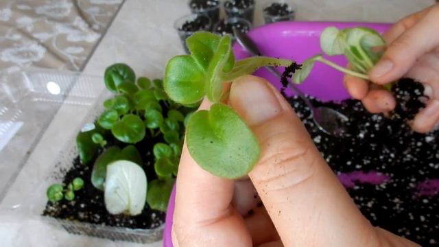 Пересадка деток сенполии легко вырастить из маленьких листиков и фрагментов листа смотреть онлайн