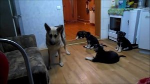 Щенки ВЕО для души и охраны!