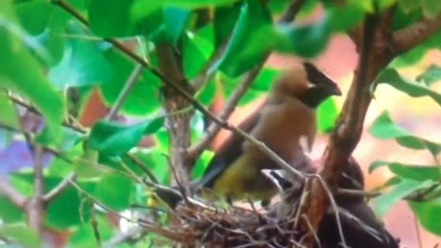 осознанный сон.третий в этом году,летал,в следующий раз надо будет не летать,а ходить! смотреть онлайн