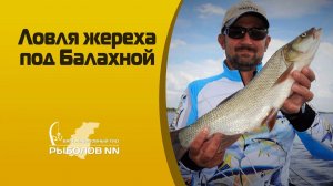 Ловля жереха под Балахной