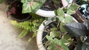 How to make Healthy new caladium bulbs ॥क्लेडियम के नये बल्ब कैसे तैयार करे ॥ caladium propgation