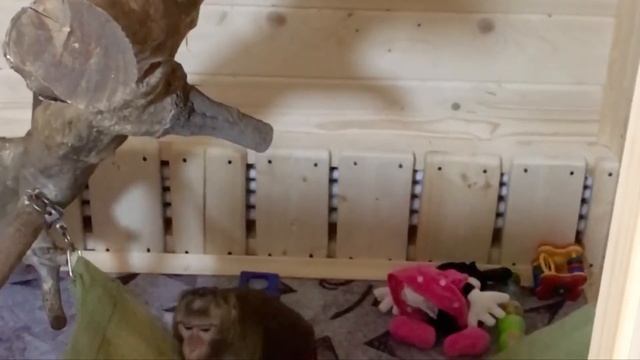 Домашние макаки смотреть онлайн