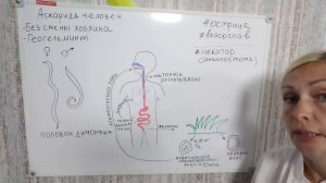 круглые черви паразиты