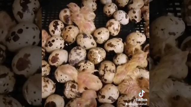 Рождение перепелят.mp4