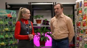 ЙОД И ЗЕЛЕНКА - СПАСЕНИЕ ОГУРЦОВ И ТОМАТОВ ОТ ВСЕХ БОЛЕЗНЕЙ И ОТЛИЧНАЯ ПОДКОРМКА! ОТ ФИТОФТОРЫ! МИФ