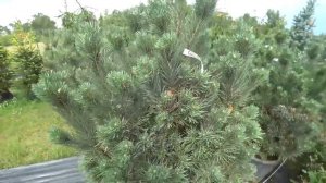 КАК ВЫБИРАТЬ ХВОЙНЫЕ. ПОЧЕМУ СОХНУТ ТУИ.