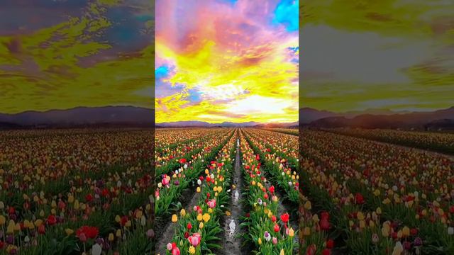 Amazing flowers and Sky #short #amazing