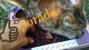 боярышник как выглядит и как хранить, боярышник на украинском, боярышник когда собирать