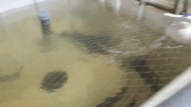 Мини УЗВ. Осётр. ч.5 (система барботирования БФ, система аэрации бассейнов, новая сетка на МФ) смотреть онлайн