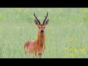 Охота на Косулю с манком во время гона. Hunting roe deer with decoy during the rut