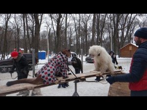 Пума на "Буме" Couguar on the Board