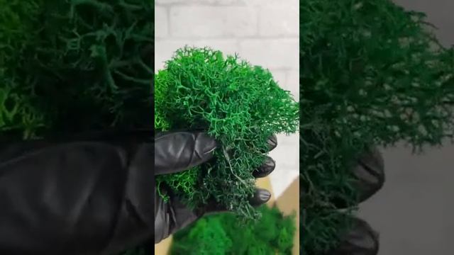 Стабилизированный мох ягель 2 сорт #shorts