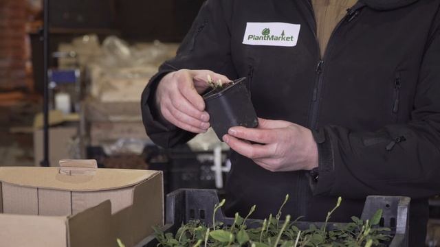 Клематисы ОКС, р7 (FR, NL, GB) (PlantMarket) смотреть онлайн