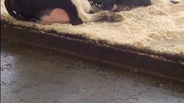 Покрытия для коровников