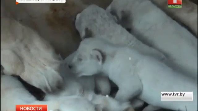В зоопарке Амневиля(Франция) на свет появились 5 белоснежных львят смотреть онлайн