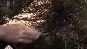 Кукарка  Советск